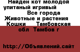 Найден кот,молодой упитаный игривый 12.03.2017 - Все города Животные и растения » Кошки   . Тамбовская обл.,Тамбов г.